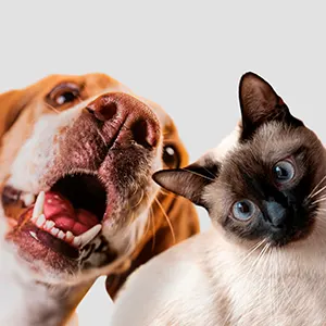¡Amamos los animalitos! Y queremos aprender inglés con ellos