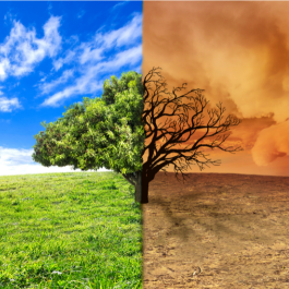 Cómo hablar de cambio climático y sostenibilidad en inglés
