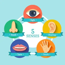 Estamos en los 5 sentidos aprendiendo inglés