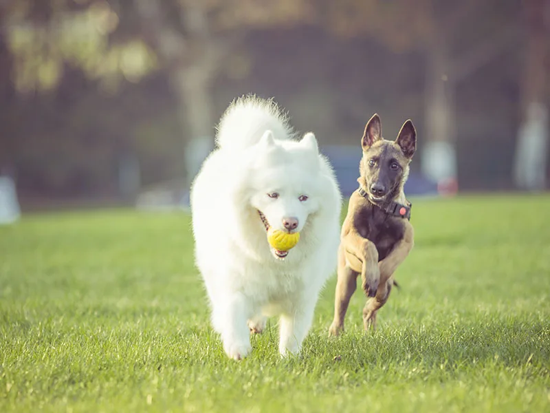 KOE México 5 razones para entrenar a tu mejor amigo ¡en Inglés!