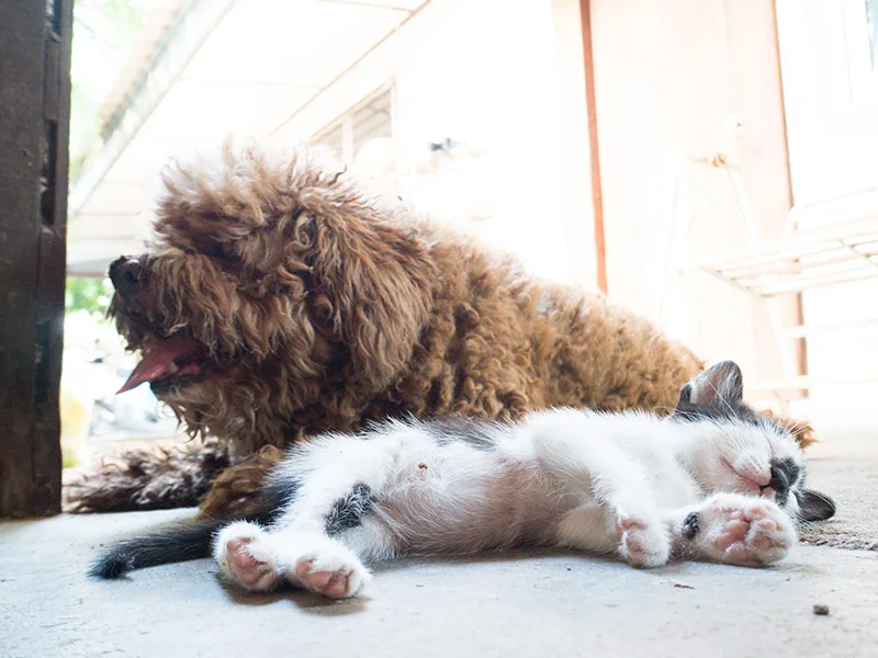 KOE México: Gato Pardo Pata de Perro