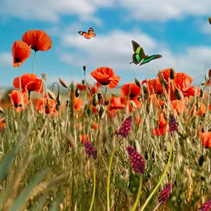 Llega la primavera y practicaremos con un diálogo en inglés