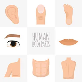 Descubre junto a tus hijos las partes del cuerpo en inglés