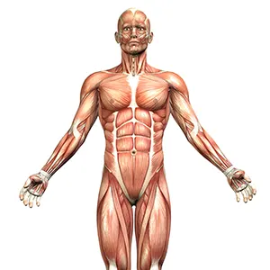 Partes del cuerpo humano en inglés ¡Practica!