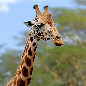 ¡Vamos a aprender inglés explorando el mundo animal!